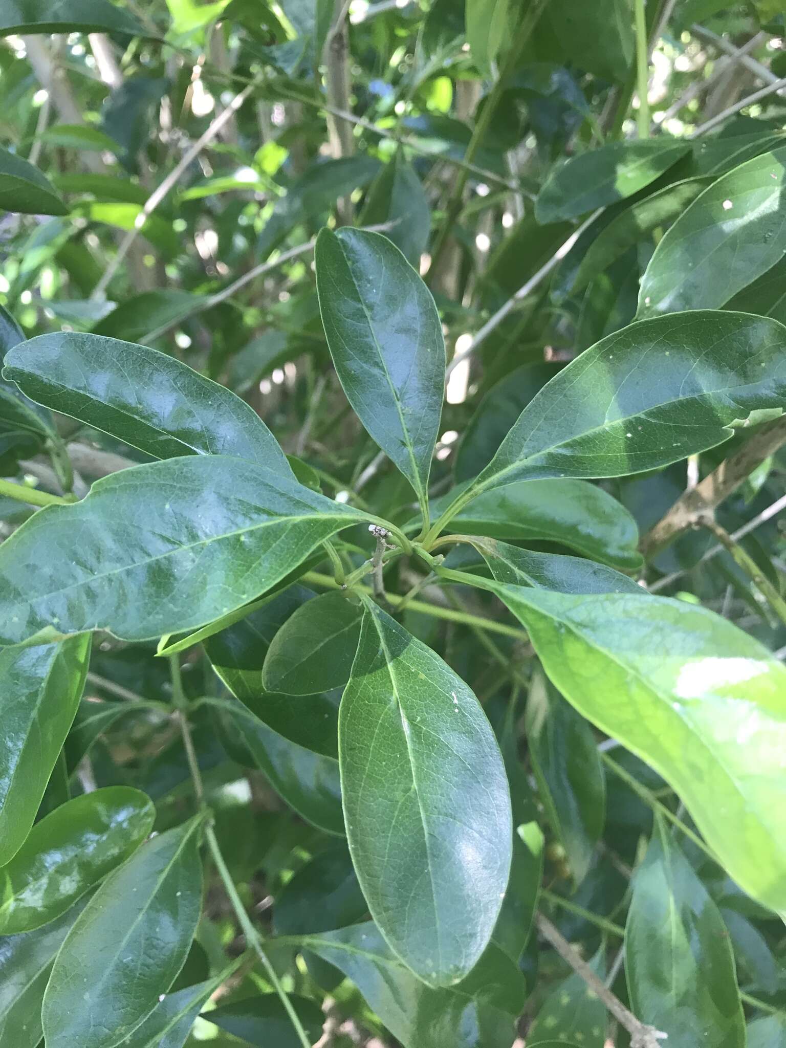 صورة Citharexylum spinosum L.