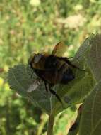 Image of Northern Amber Bumble Bee