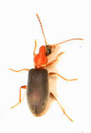 Image of Notoxus murinipennis (J. E. Le Conte 1824)