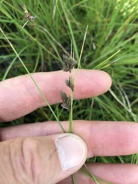 Image of blue umbrella-sedge