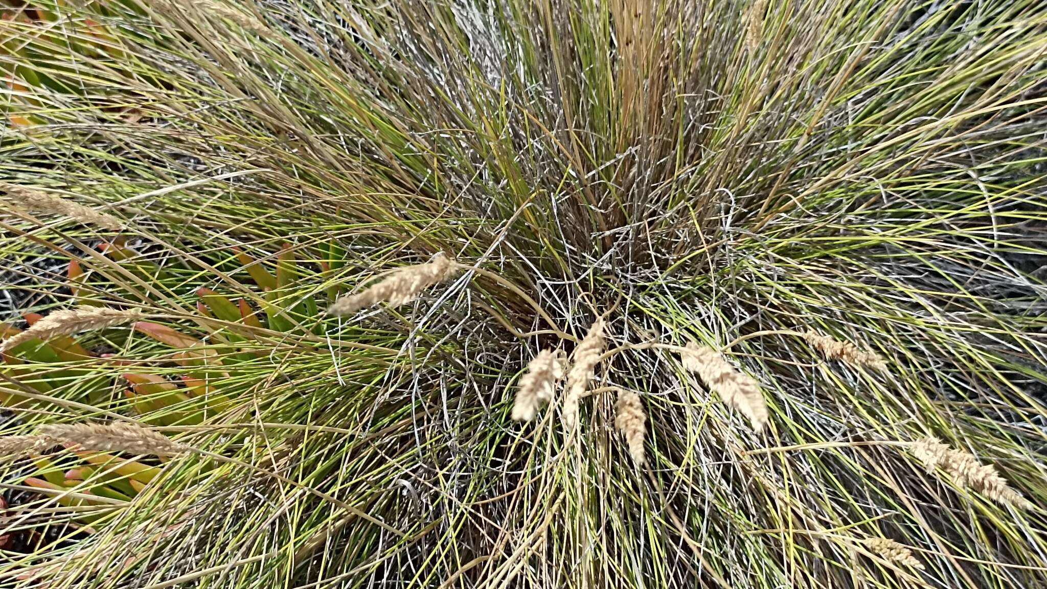 Image of Festuca petraea Guthnick ex Seub.