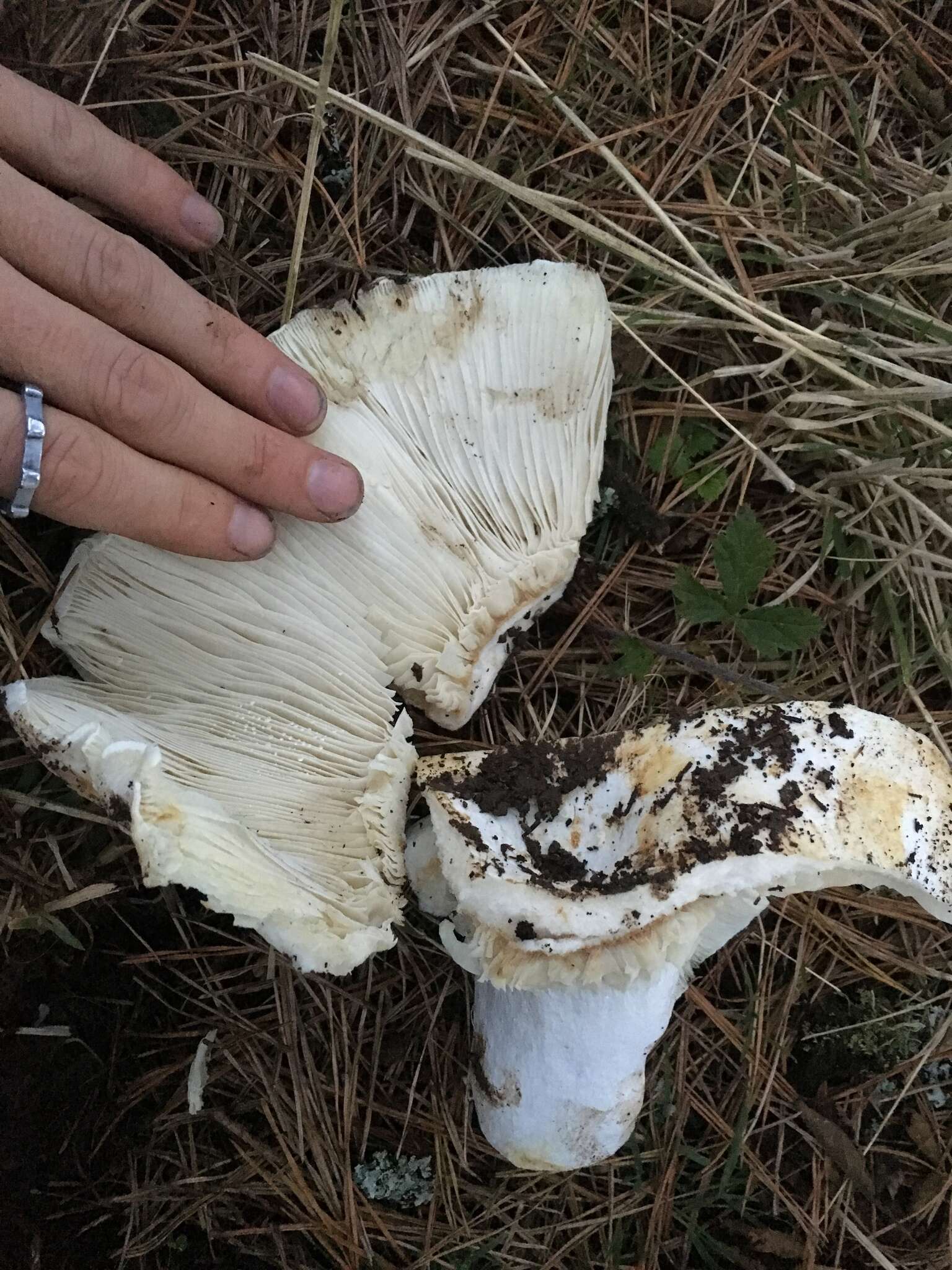 Image of Russula brevipes Peck 1890