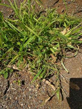 Image of bristly foxtail