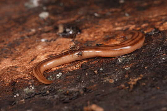 Image of Tasmanoplana tasmaniana (Darwin 1844)