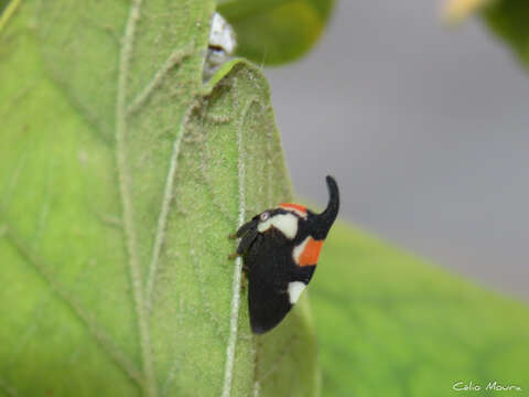 Image of Enchophyllum quinquemaculata Fairmaire