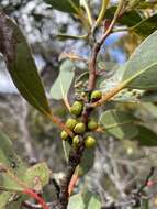 Image of Eucalyptus subcrenulata Maiden & Blakely