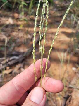 Image of Carpet Grass