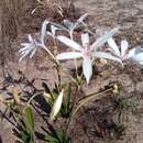 Image of Crinum mccoyi Lehmiller