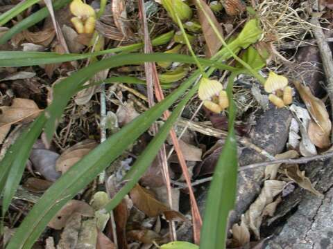 Image of Maxillaria egertoniana (Bateman ex Lindl.) Molinari