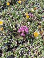 Image of Pedicularis amoena Adams ex Steven