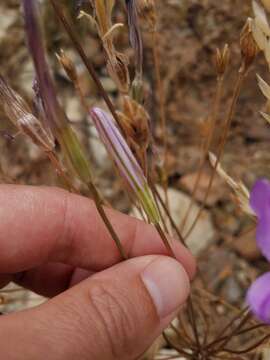 صورة Brodiaea sierrae R. E. Preston