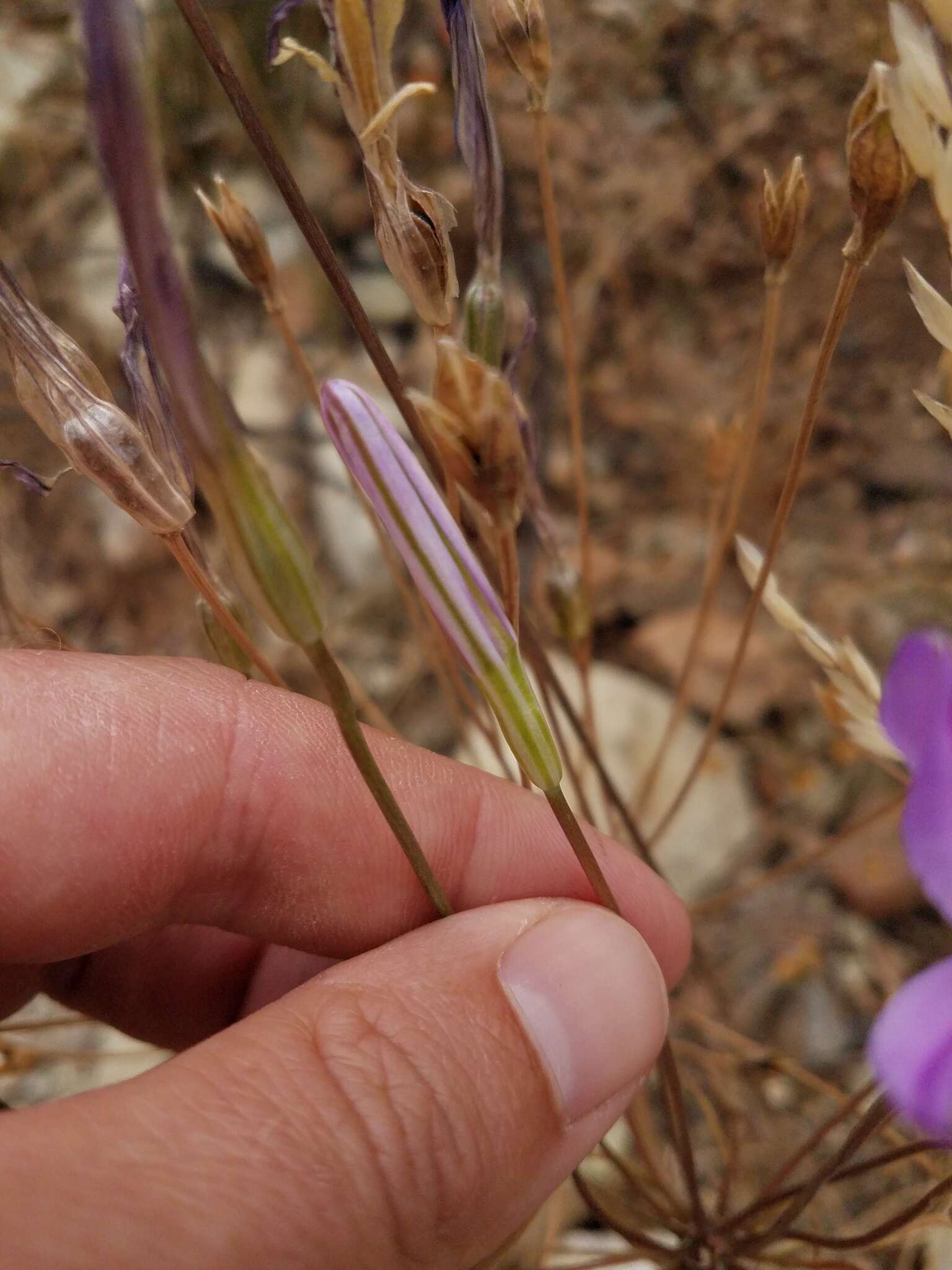 Sivun Brodiaea sierrae R. E. Preston kuva