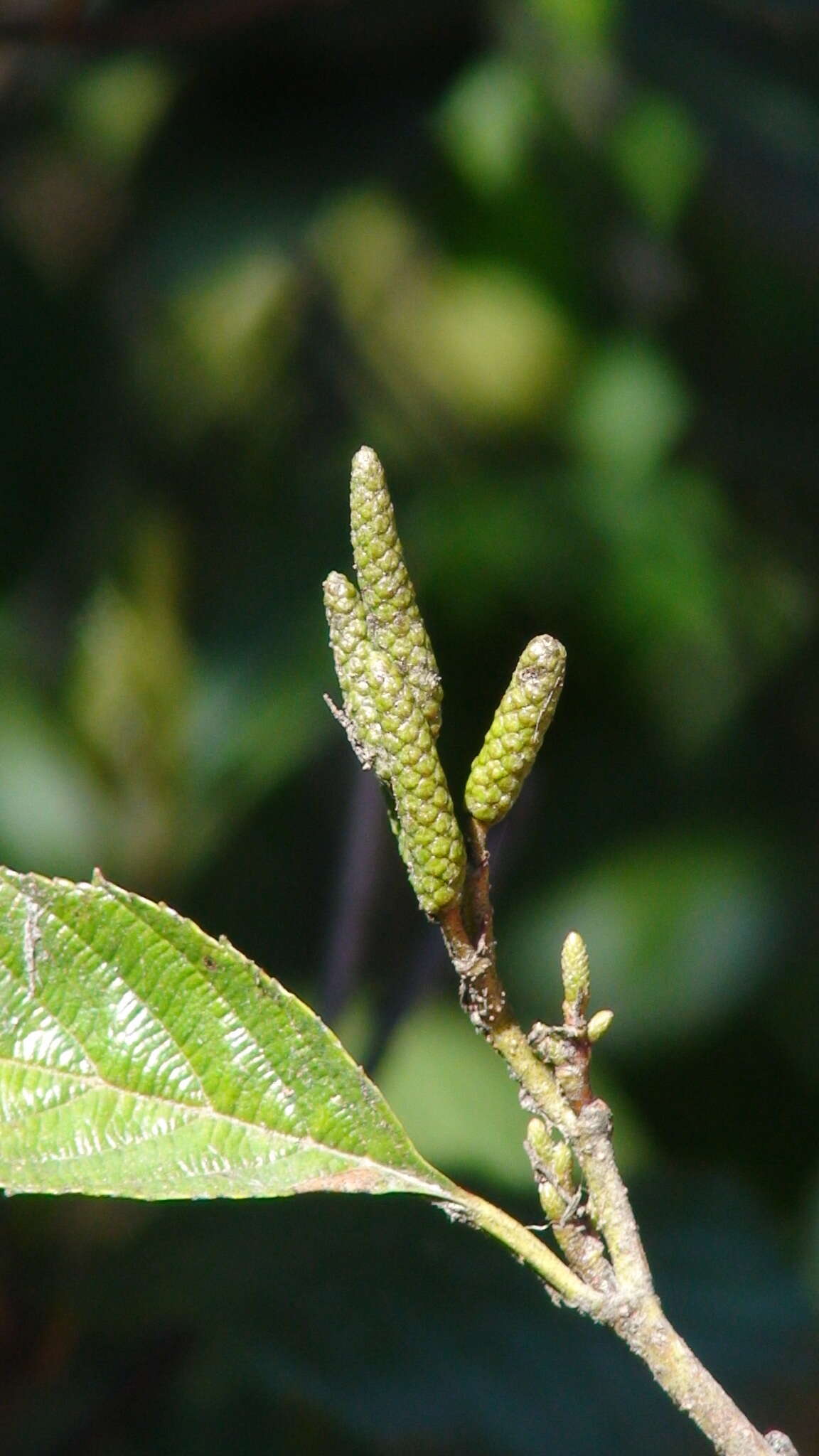 Sivun Alnus jorullensis Kunth kuva