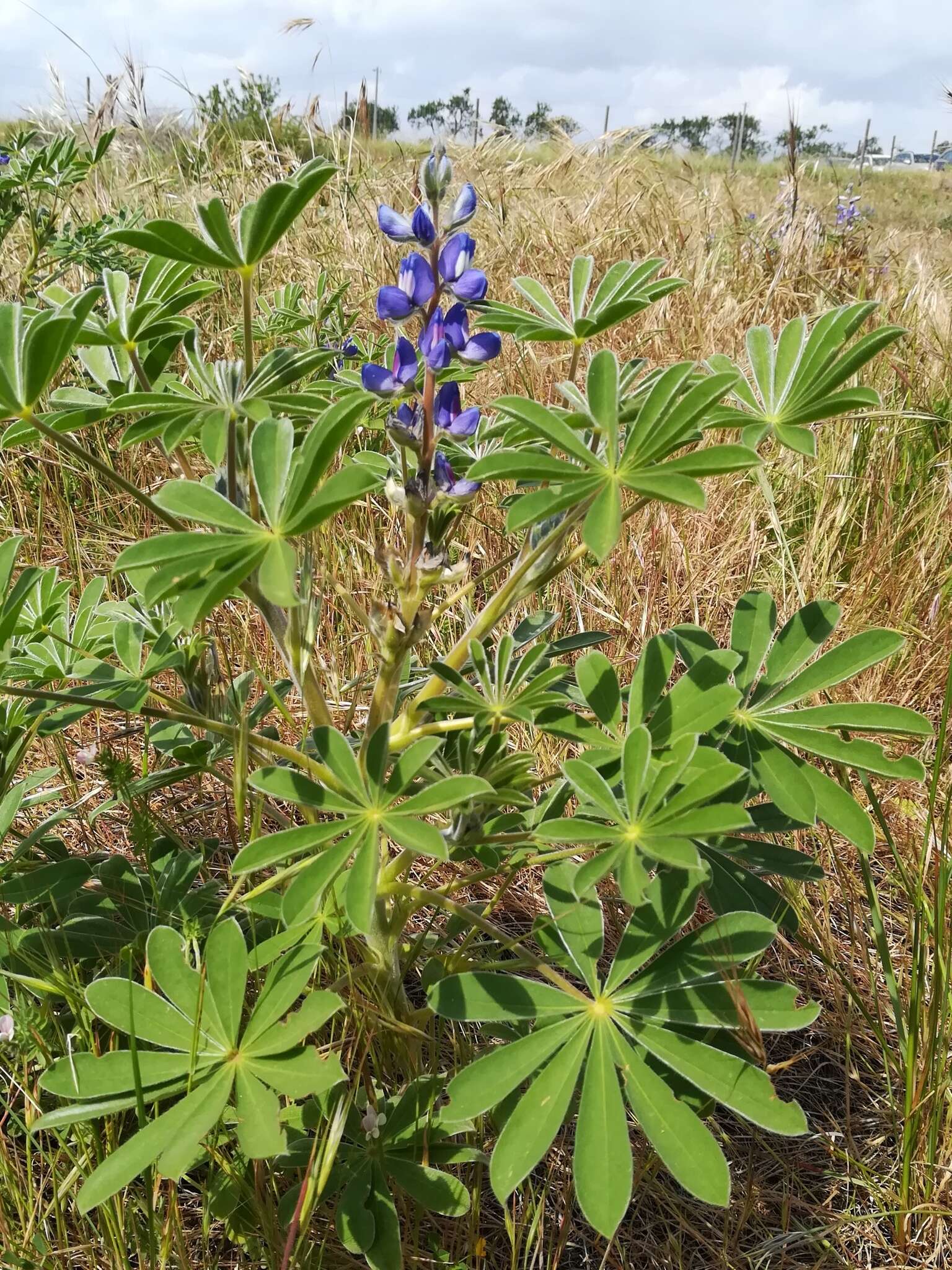 Image of Lupinus cosentinii Guss.