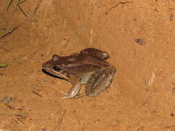 Image of Bolivian White-lipped Frog