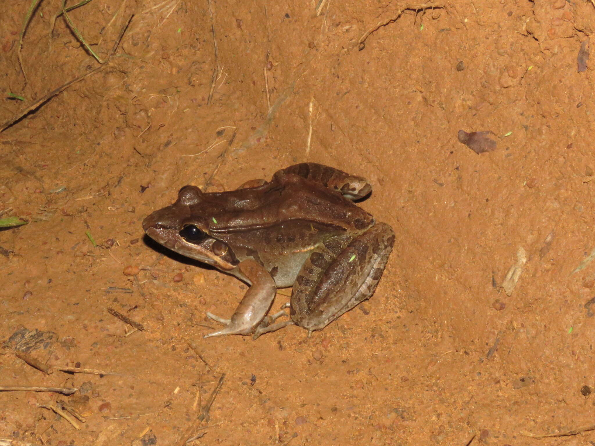 Image of Bolivian White-lipped Frog