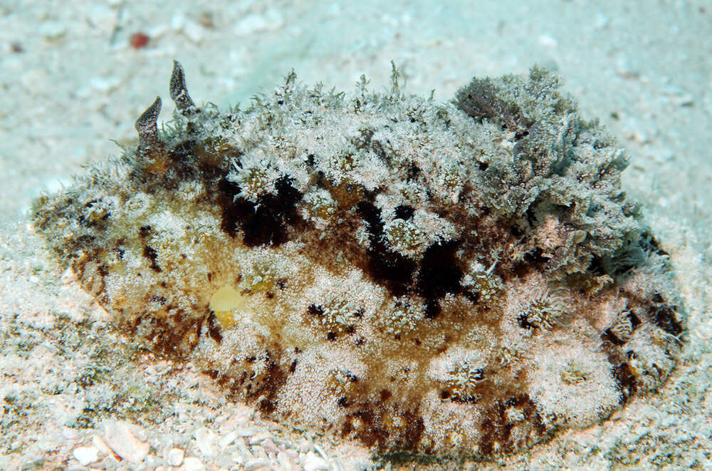 Hoplodoris desmoparypha Bergh 1880 resmi