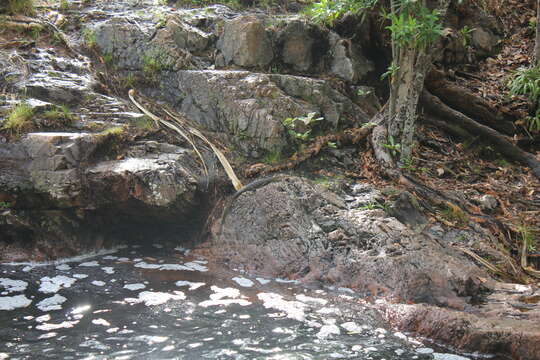 Image of Mertens's Water Monitor