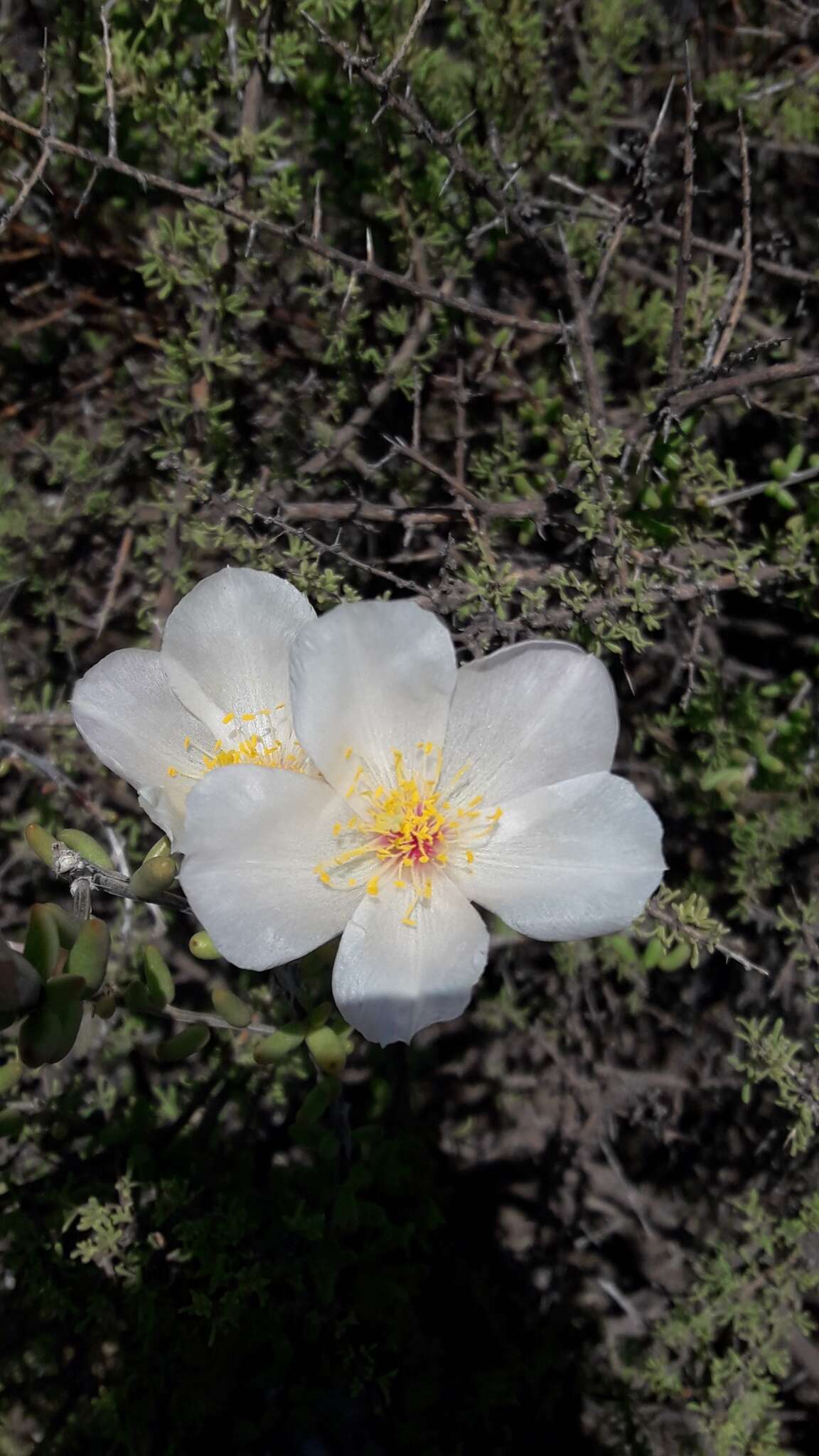 Image of Grahamia bracteata Gill.