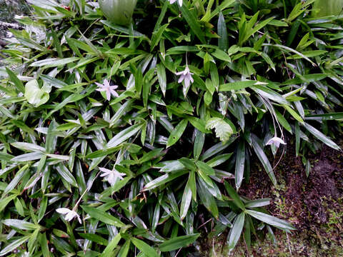 Image of Xerophyta elegans (Balf.) Baker