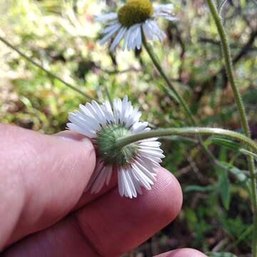 Image of Erigeron galeottii (Hemsl.) Greene