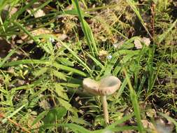 Слика од Myosotis laxa subsp. cespitosa (C. F. Schultz) Nordh.