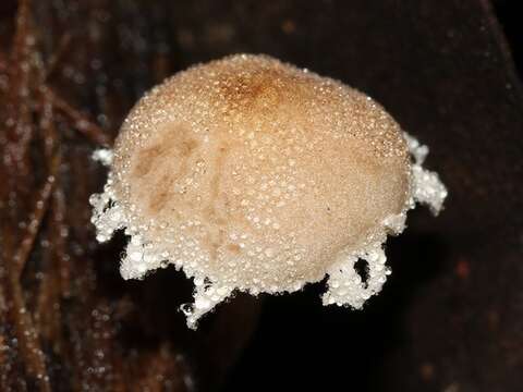 Image of Cystolepiota sistrata (Fr.) Singer ex Bon & Bellù 1985