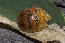 Imagem de <i>Paropsis obsoleta</i>