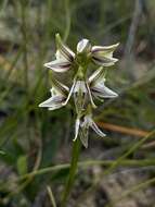 Image of Streaked leek orchid