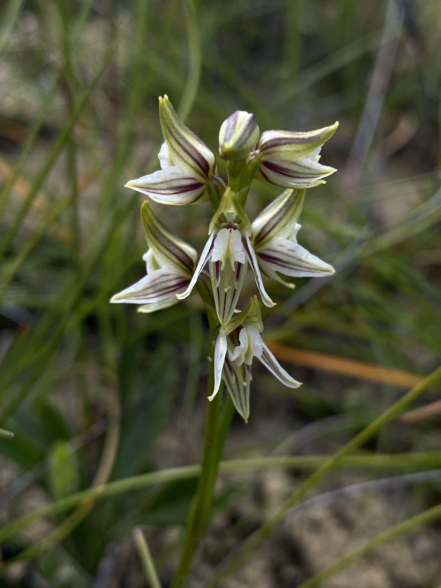 Image of Streaked leek orchid