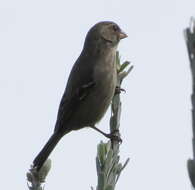 Image of Protea Canary