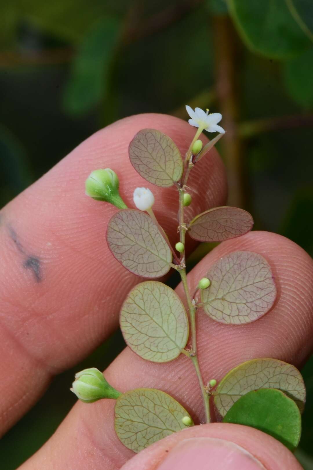 Phyllanthus nummularioides Müll. Arg.的圖片