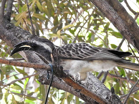 Image of Lophoceros nasutus epirhinus (Sundevall 1850)