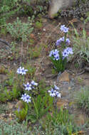 Image of Babiana fragrans (Jacq.) Steud.