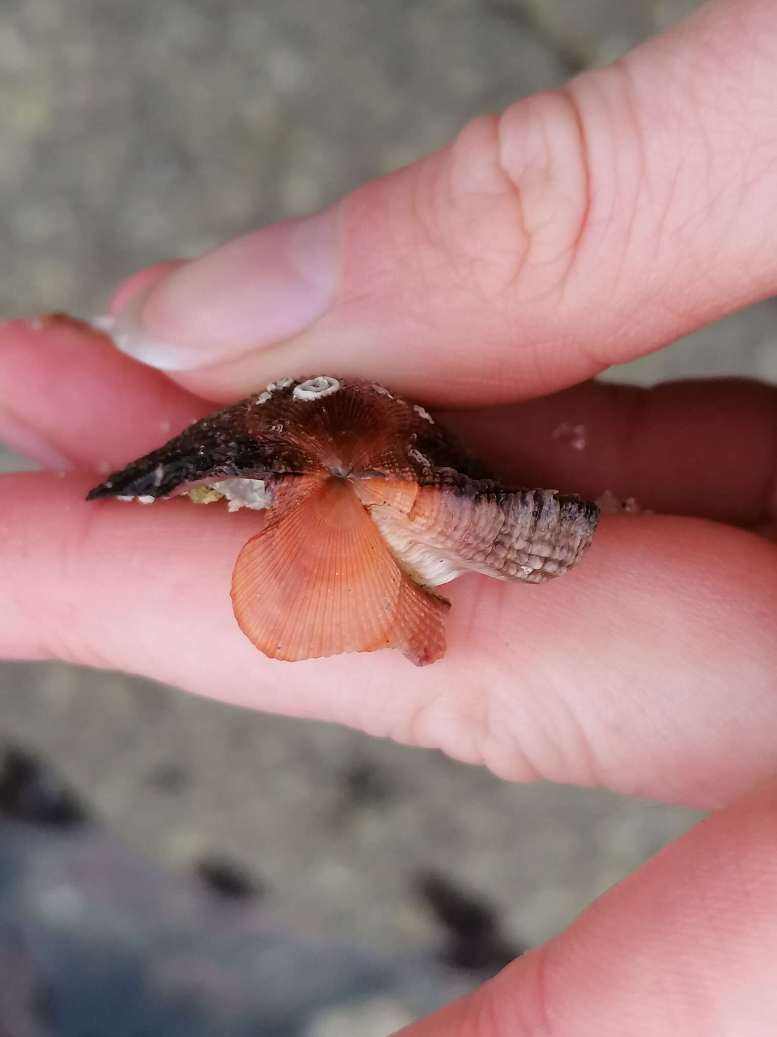 Image of variegated scallop