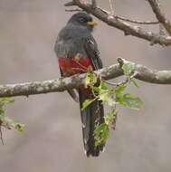 Image of Ecuadorian Trogon