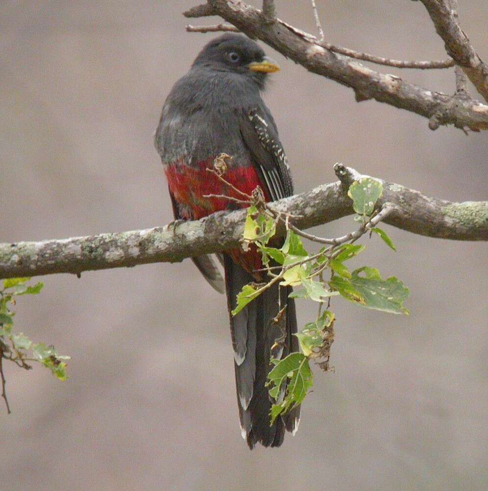 Image of Ecuadorian Trogon