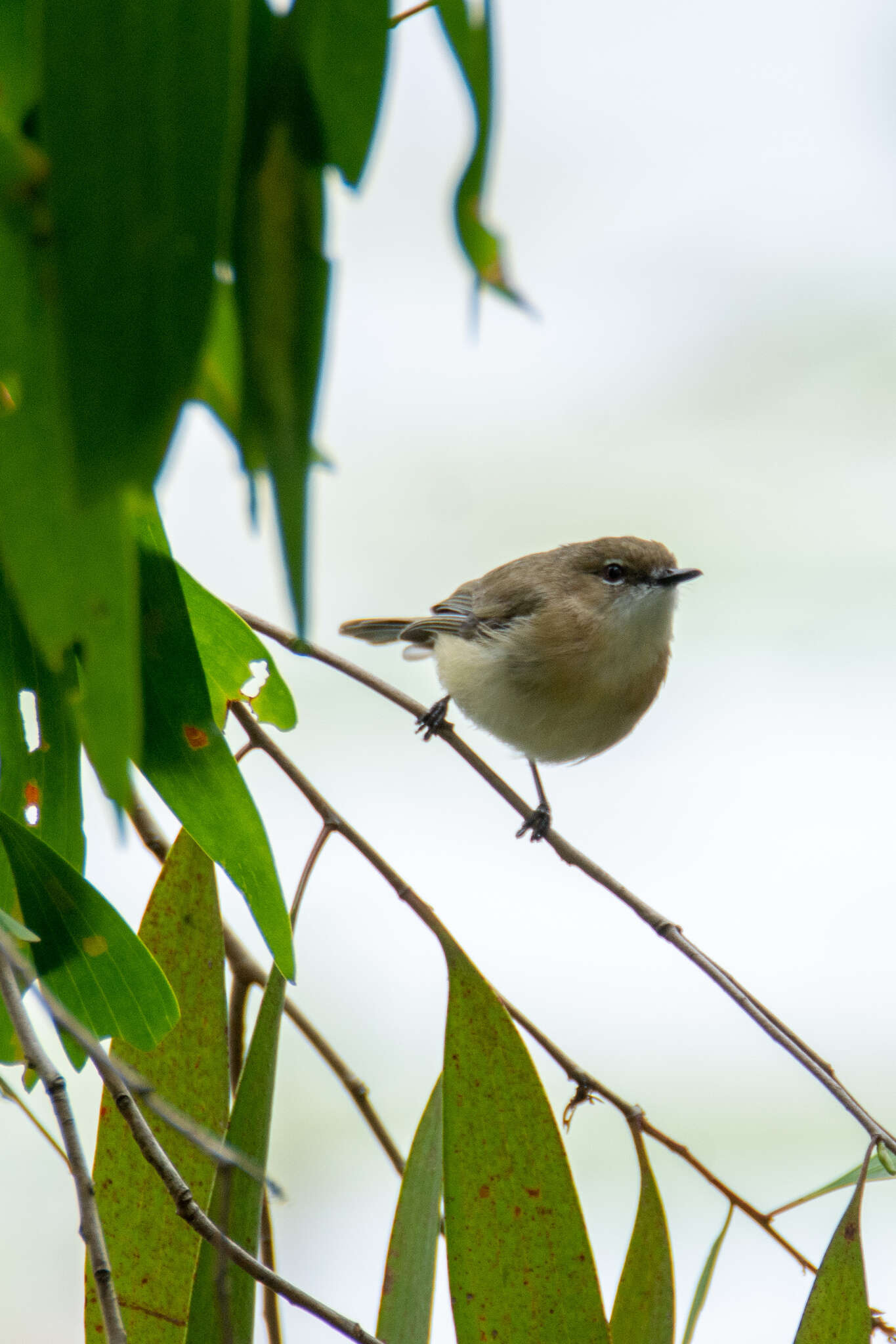 Imagem de Gerygone magnirostris Gould 1843