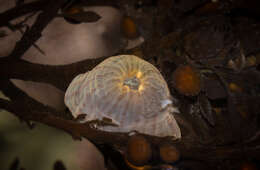 صورة Anthopleura mariae