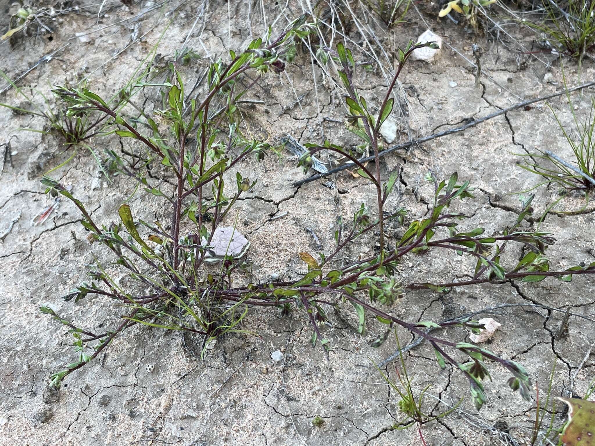 Image of Calotis hispidula (F. Müll.) F. Müll.