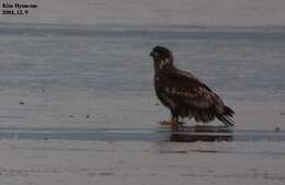 Image of White-tailed Eagle