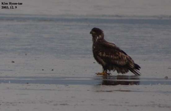 Image of White-tailed Eagle