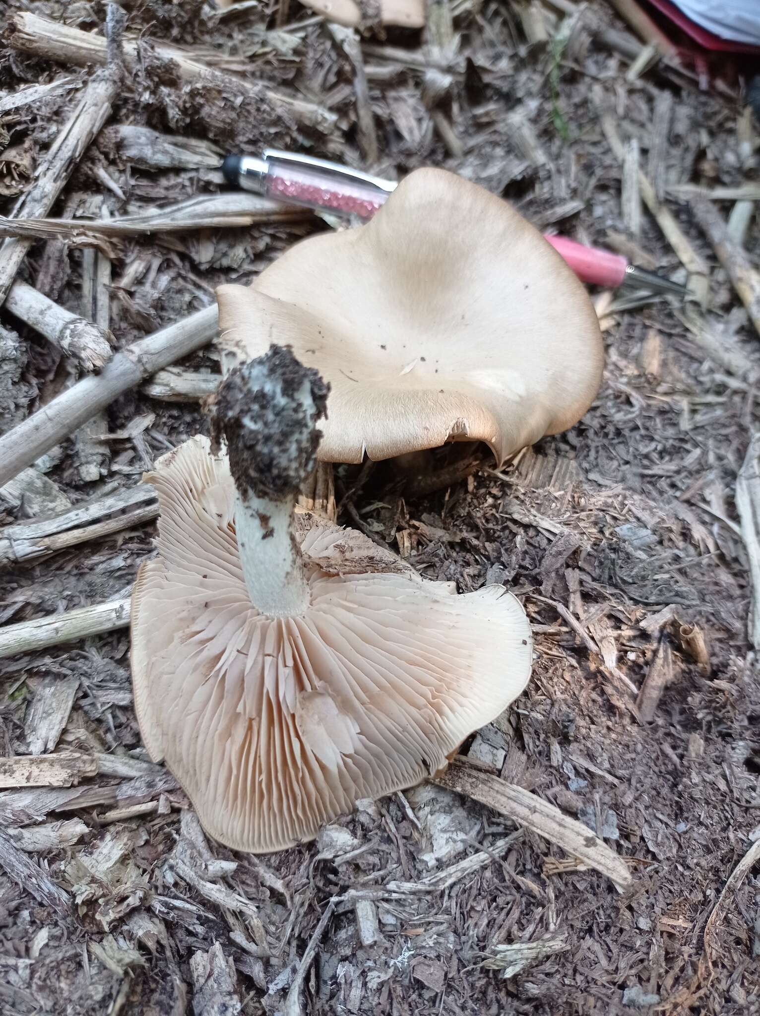 Image of Entoloma griseum Peck 1904