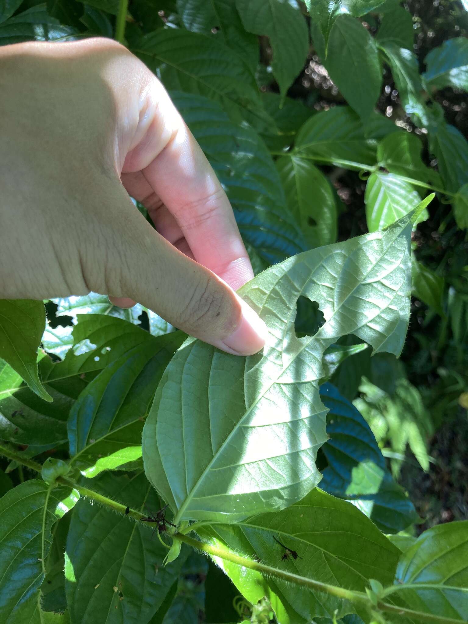 Imagem de Uncaria lanosa var. appendiculata (Benth.) Ridsdale