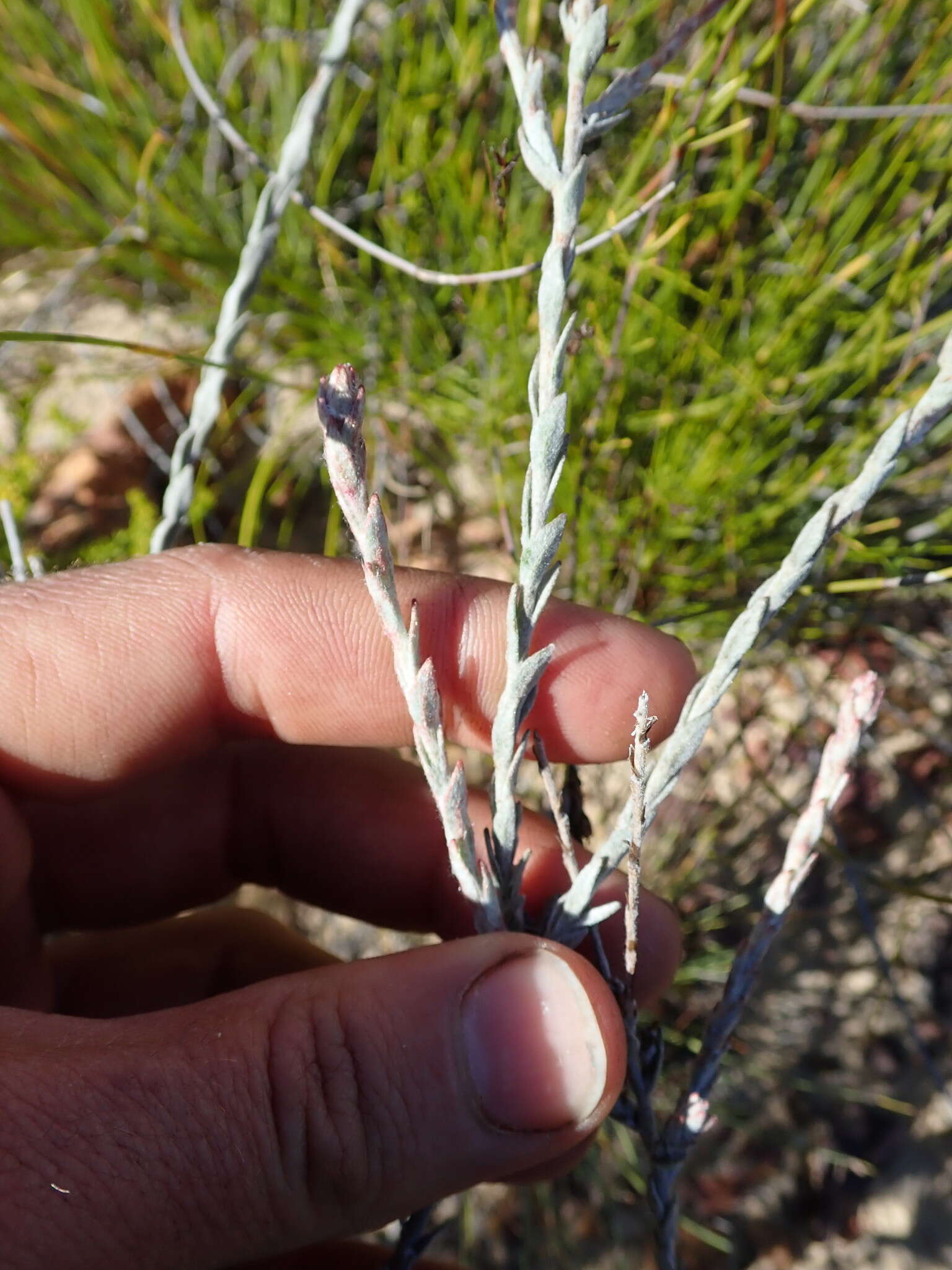 Image of Syncarpha canescens (L.) B. Nord.