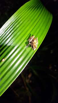 Image of Pristimantis marcoreyesi Reyes-Puig, Reyes-Puig, Rámirez-Jaramillo, Pérez-L. & Yánez-Munoz 2015