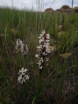 Image of Disa alticola H. P. Linder