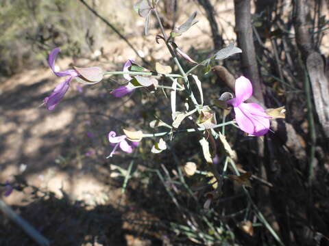 Image of Arizona foldwing