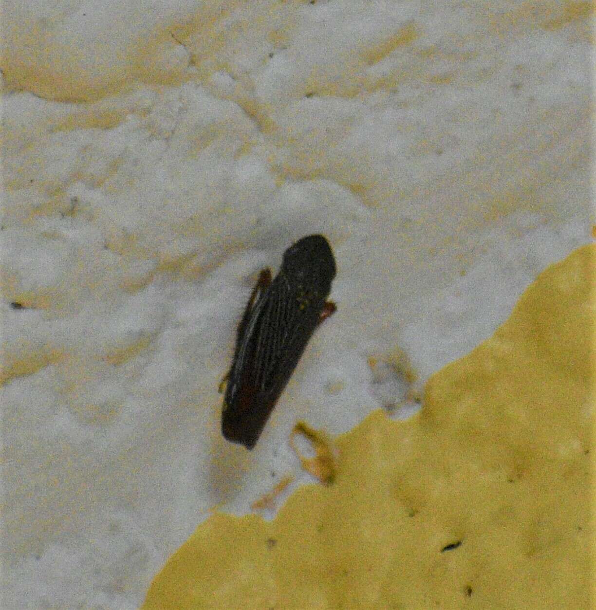 Image of Apogonalia krameri Young 1977