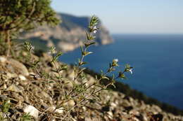 Image of summer savory